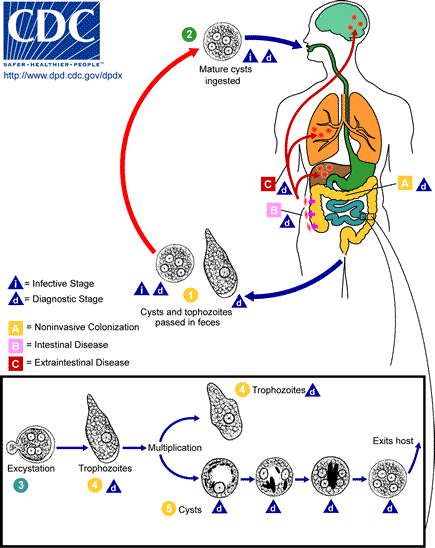 Life cycle of Babesia microti