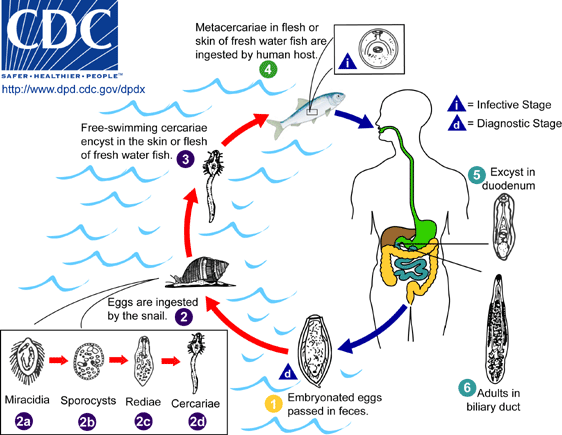 Life cycle of Babesia microti