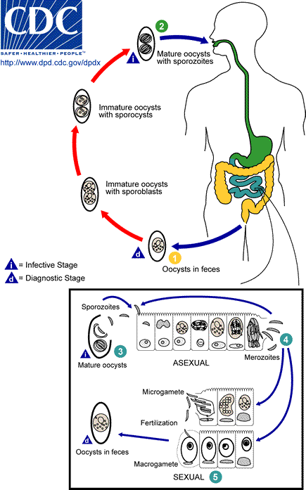 Life cycle of Babesia microti