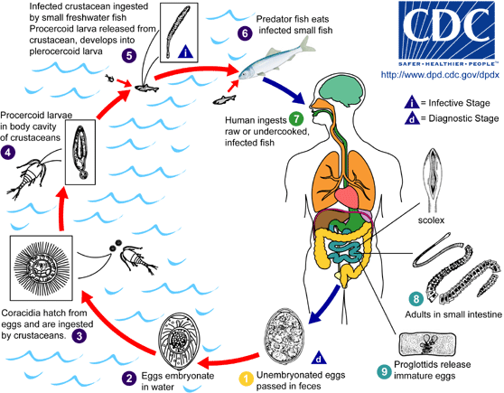 Life cycle of Babesia microti