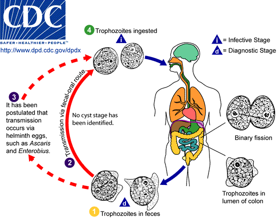 Life Cycle of Dientamoeba fragilis