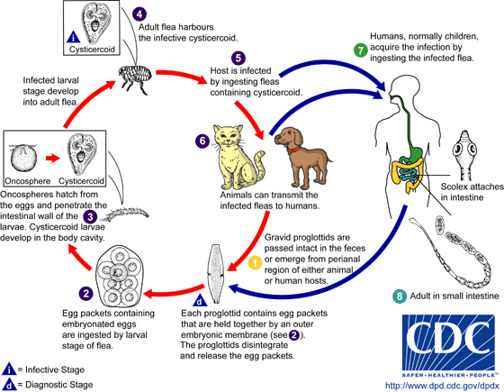 Life cycle of Babesia microti