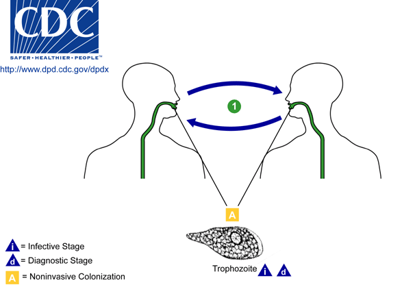 Life cycle of Babesia microti