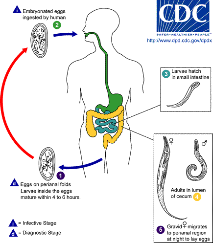 Life cycle of Babesia microti