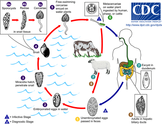 Life cycle of Babesia microti