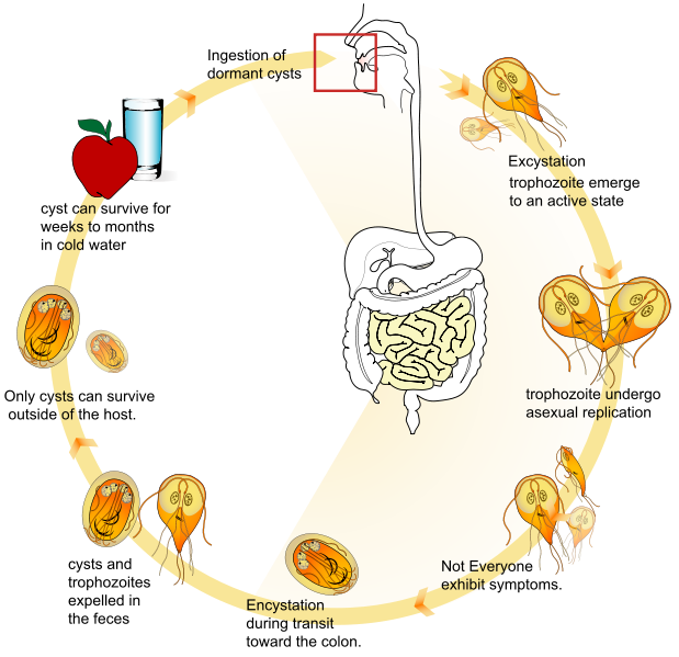 Life cycle of Babesia microti