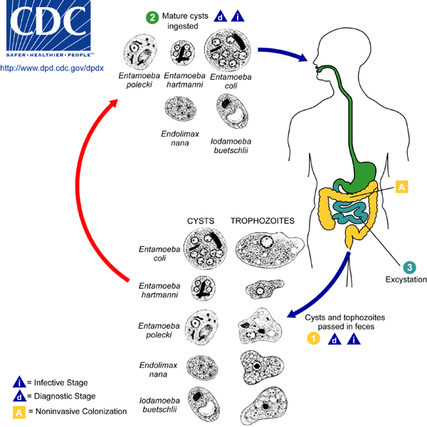 Life cycle of nonpathogenic intestinal amebae