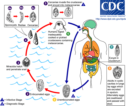 Life cycle of Babesia microti